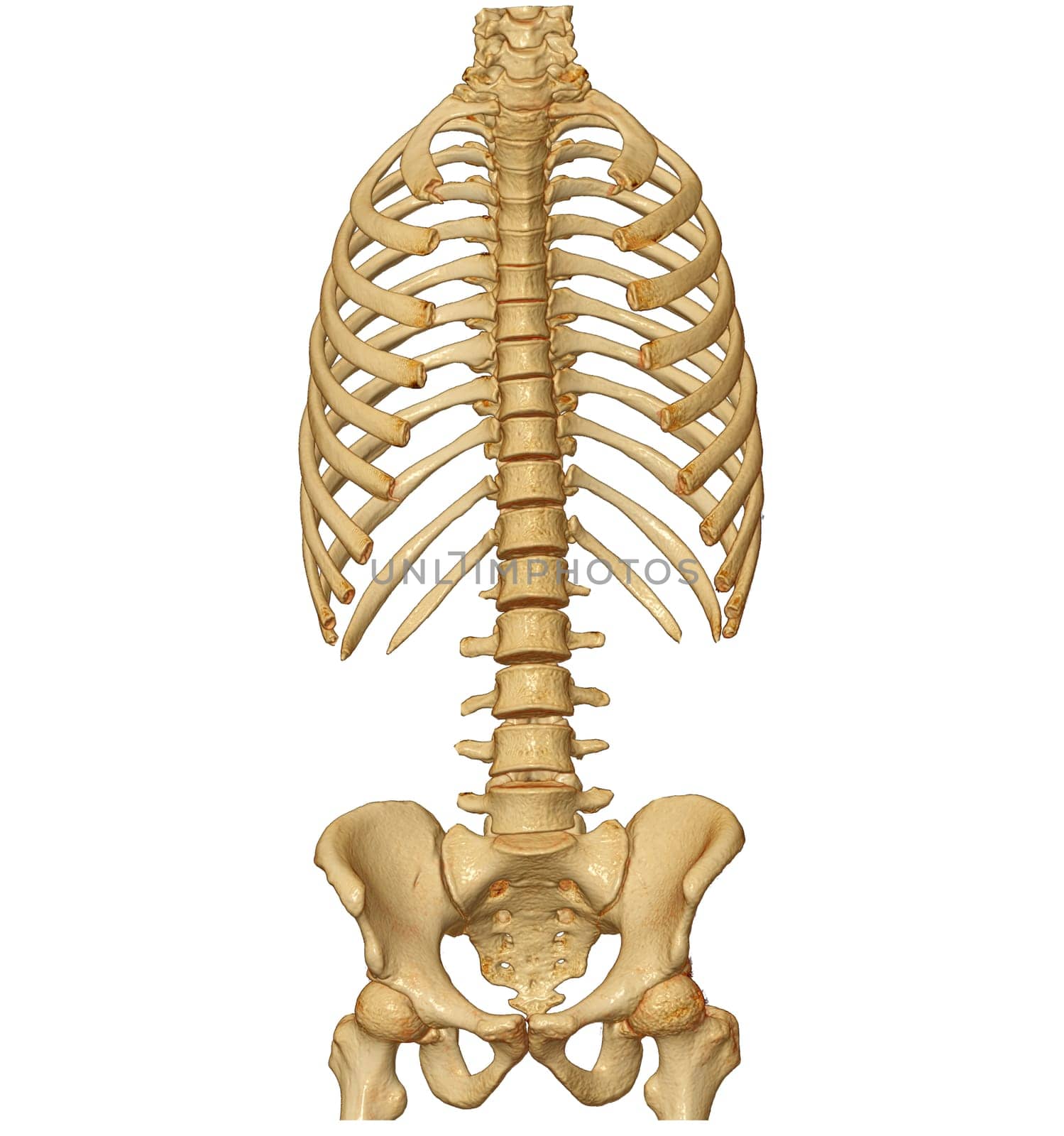 CT scan of Whole spine 3D rendering showing Profile Human Spine. Musculoskeletal System Human Body. Structure Spine. Studying Problem Disease and Treatment Methods. isolated on white background. Clipping path.