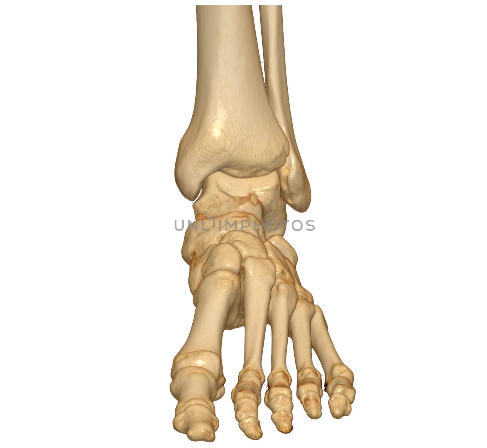 3D rendering of the foot bones isolated on white background. Clipping path. by samunella