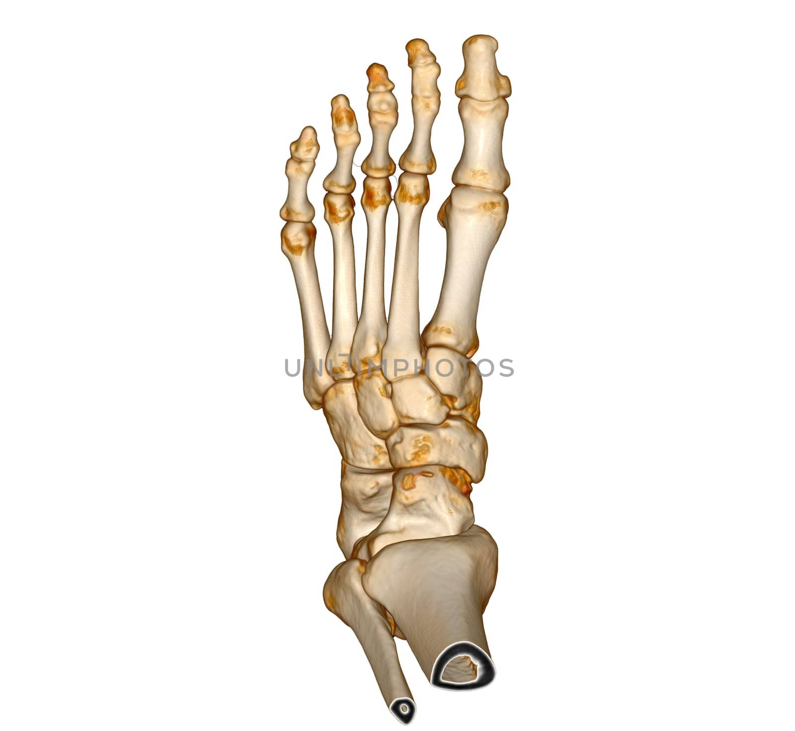 3D rendering of the foot bones isolated on white background. Clipping path.