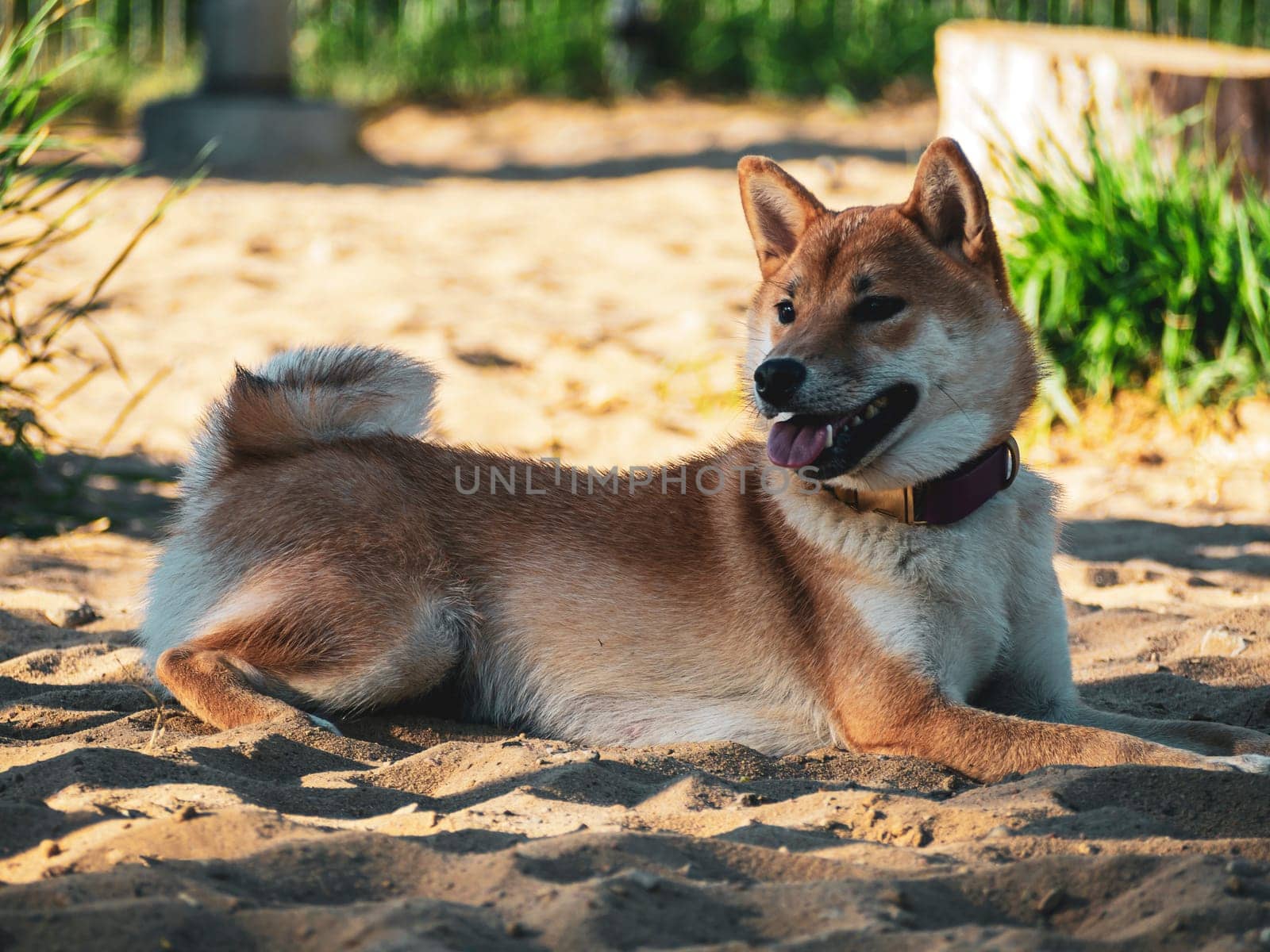 Shiba Inu plays on the dog playground in the park. Cute dog of shiba inu breed walking at nature in summer. walking outside.