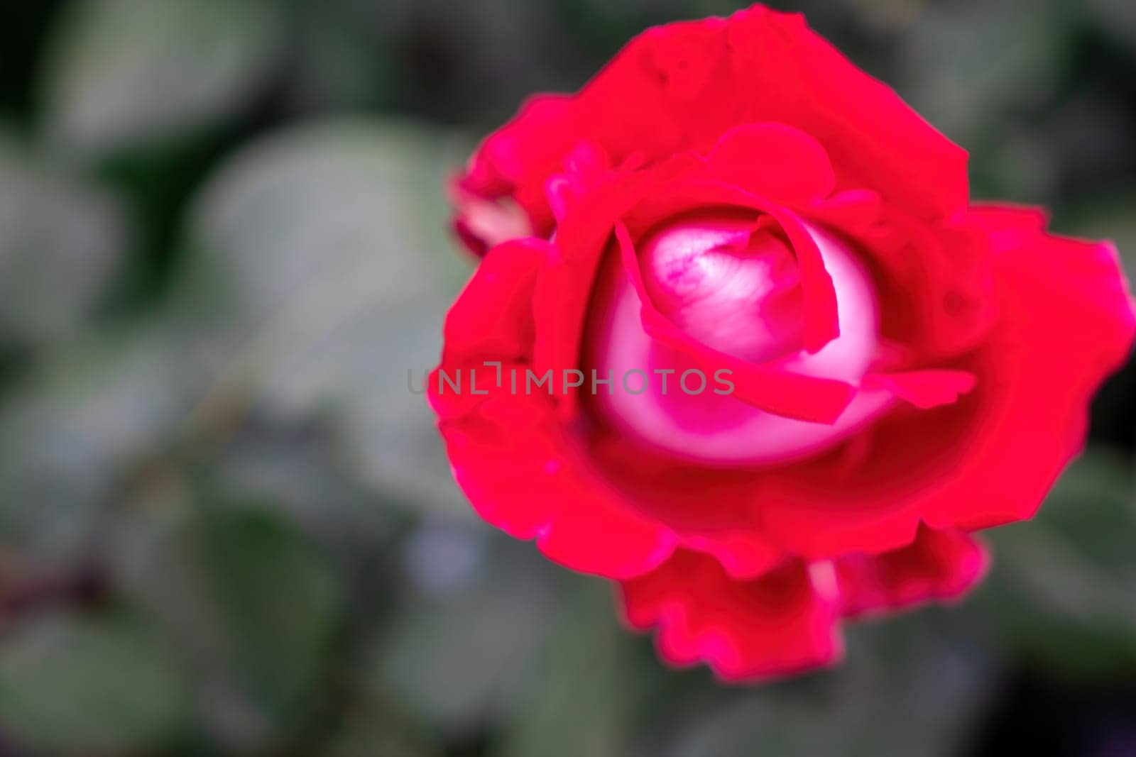 Red and White Rose and Rosebuds in Garden, Close Up, Selective Focus. Rose blooms on a background of green leaves. Summer flower. Natural background. by panophotograph