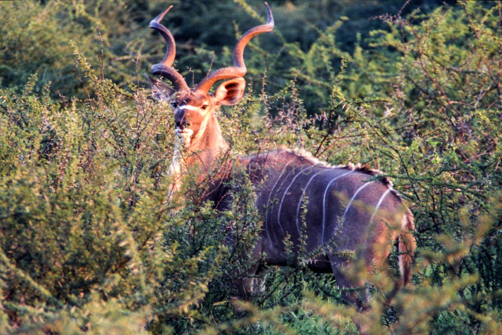 Kudu (Tragelaphus strepsiceros), Central Kalahari Game Reserve, Ghanzi, Botswana, Africa