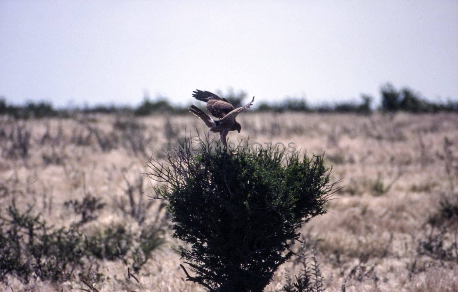 Pale Chanting Goshawk (Melierax canorus), Central Kalahari Game Reserve, Ghanzi, Botswana, Africa