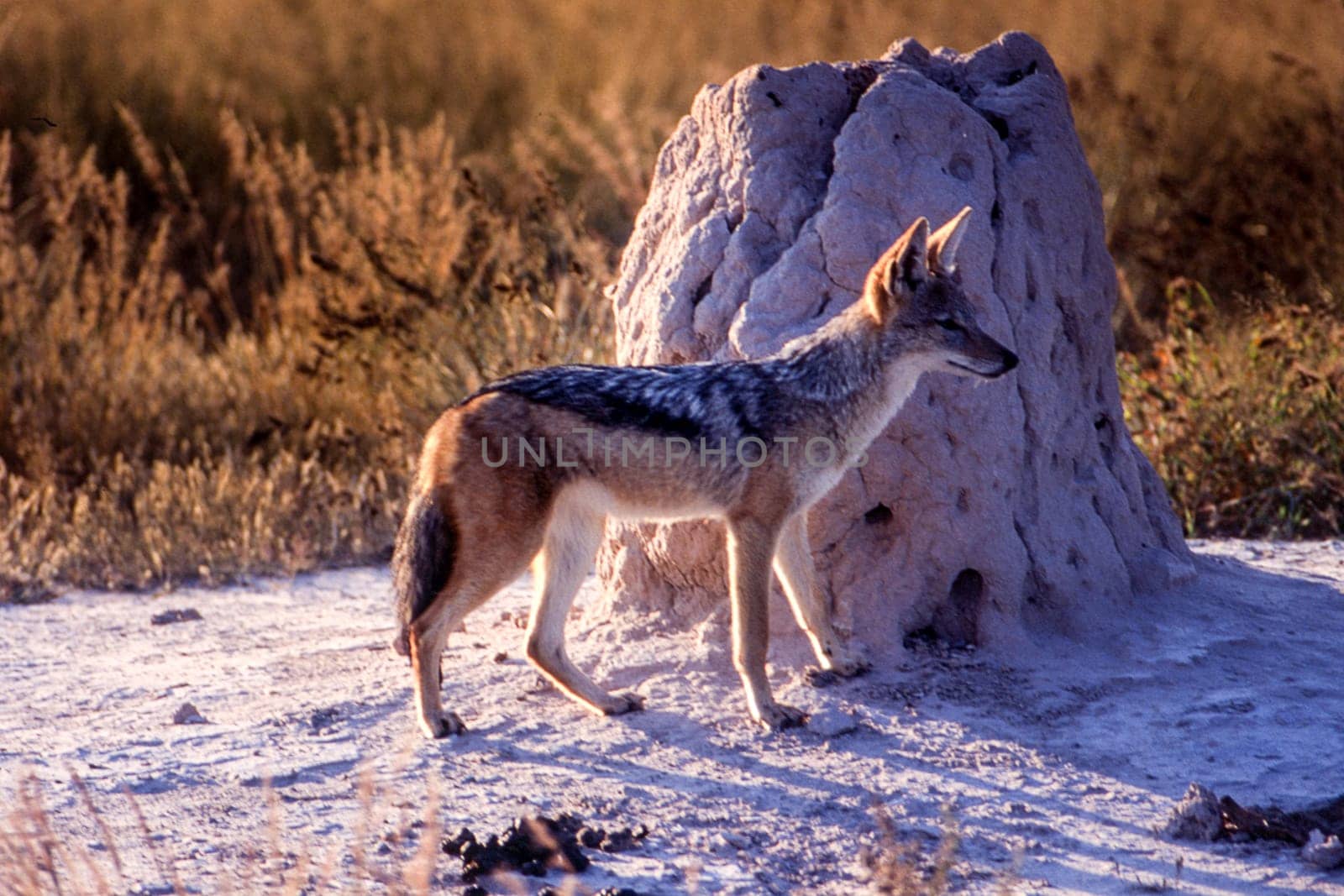 Black Backed Jakal (Canis mesomelas), Central Kalahari Game Reserve, Ghanzi, Botswana, Africa