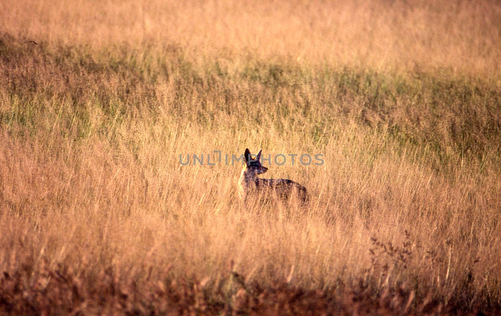Black Backed Jakal (Canis mesomelas), Central Kalahari Game Reserve, Ghanzi, Botswana, Africa