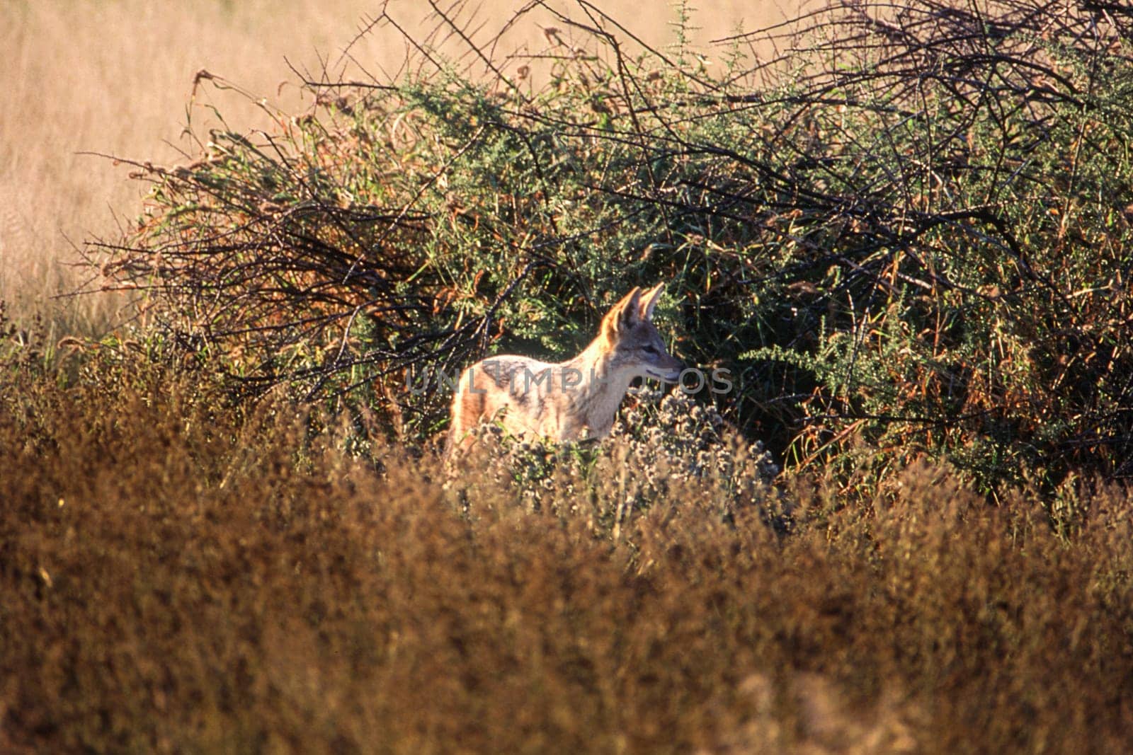 Black Backed Jakal (Canis mesomelas), Central Kalahari Game Reserve, Ghanzi, Botswana, Africa