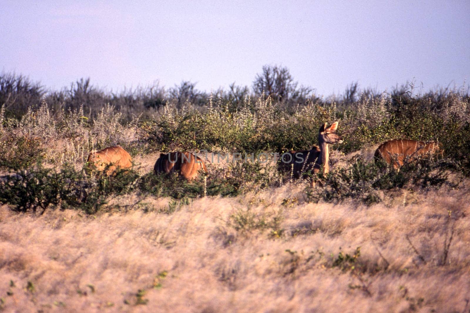 Kudu (Tragelaphus strepsiceros), Central Kalahari Game Reserve, Ghanzi, Botswana, Africa