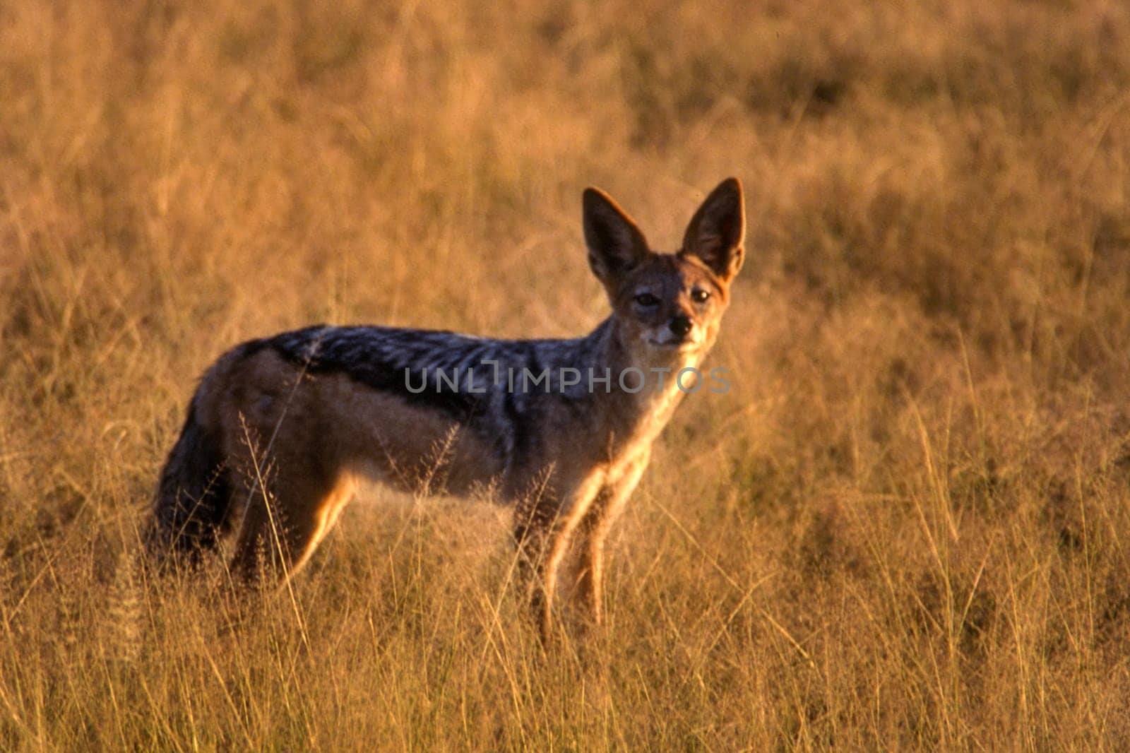 Black Backed Jakal (Canis mesomelas), Central Kalahari Game Reserve, Ghanzi, Botswana, Africa