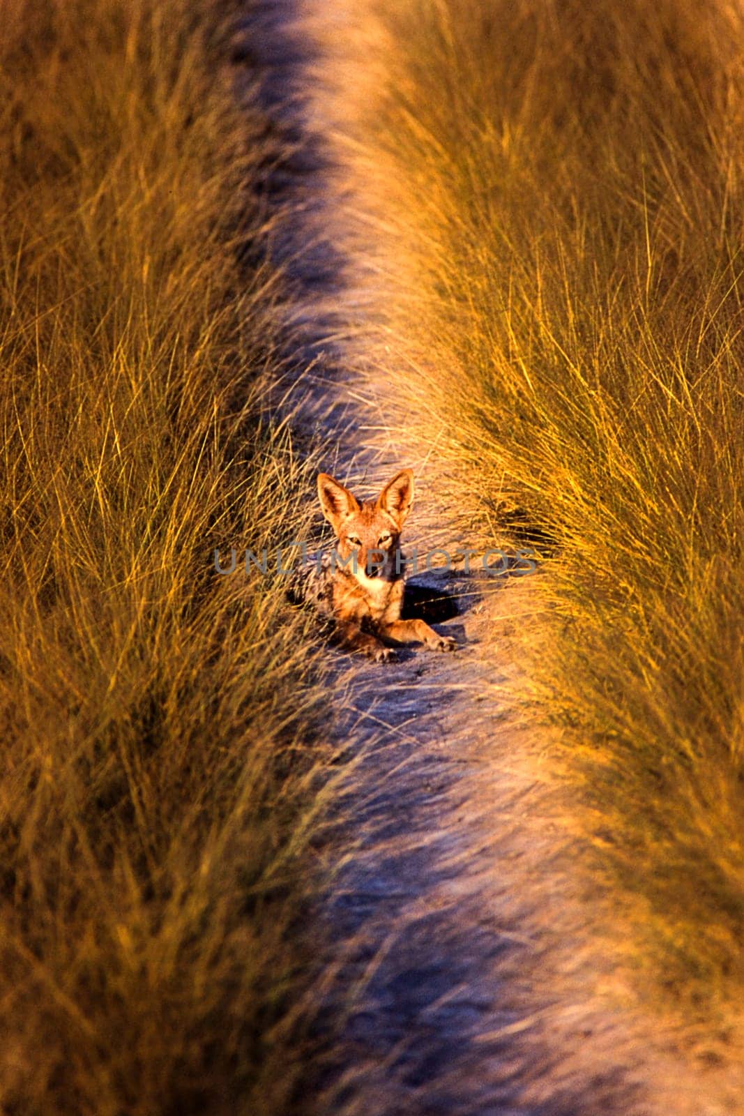 Black Backed Jakal (Canis mesomelas), Central Kalahari Game Reserve, Ghanzi, Botswana, Africa