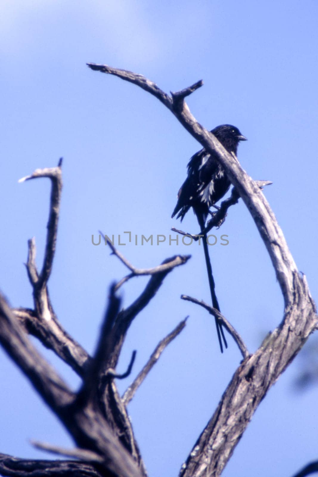 Longtailed Shrike (Corvinella melanoleuca), Central Kalahari Game Reserve, Ghanzi, Botswana, Africa