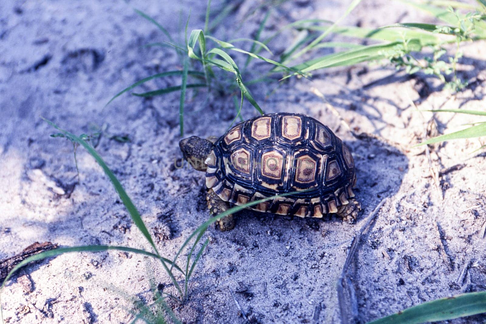 Leopard Tortoise (Geochelone pardalis), Central Kalahari Game Reserve, Ghanzi, Botswana, Africa