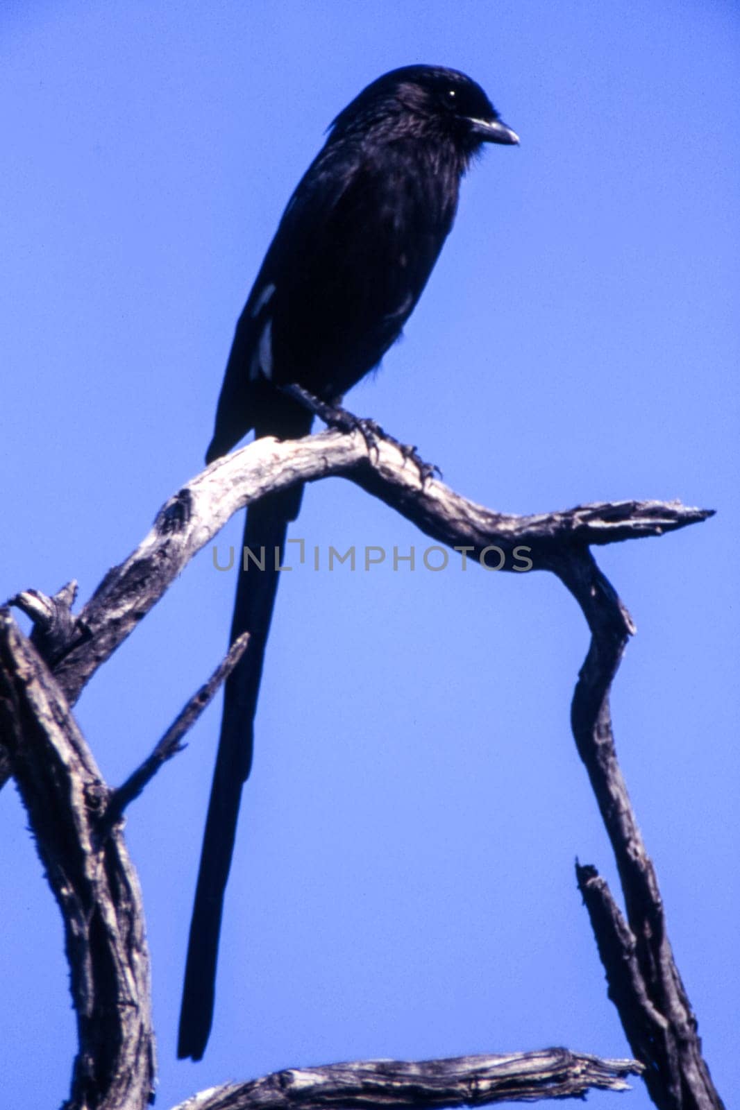 Longtailed Shrike (Corvinella melanoleuca), Central Kalahari Game Reserve, Ghanzi, Botswana, Africa