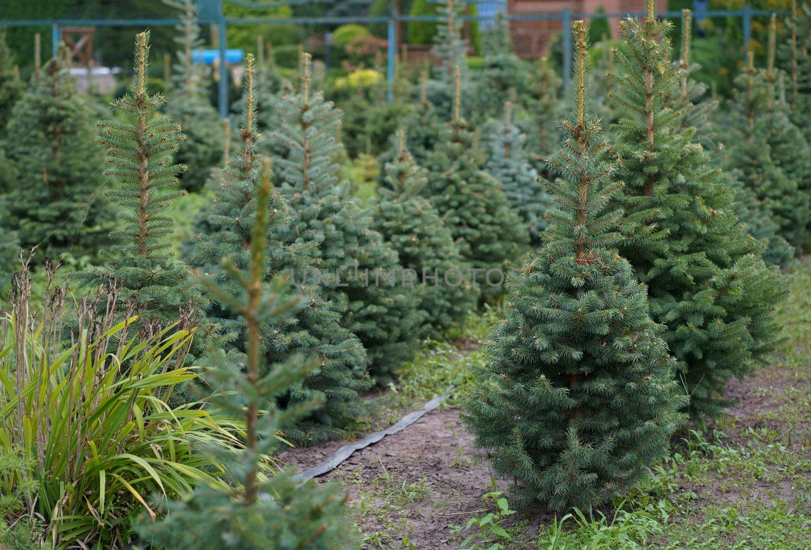 Plantatnion of young green fir Christmas trees, nordmann fir and another fir plants cultivation, ready for sale for Christmas and New year