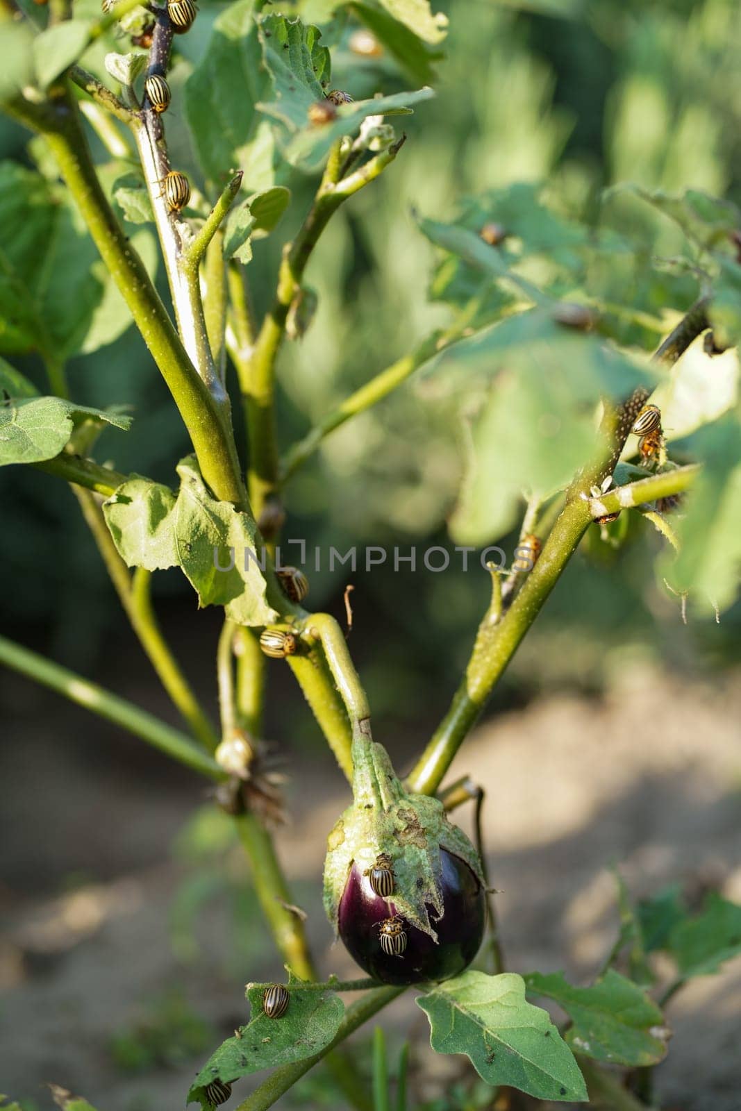 Potato or Colorado beetle on eggplant. This insect can damage the leaves and fruits of eggplant.