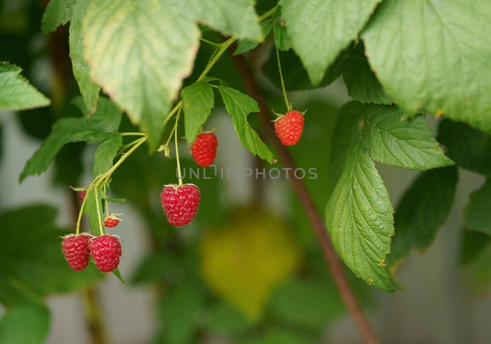 A branch of ripe raspberries in the garden. Red sweet berries grow on a raspberry bush in an orchard.