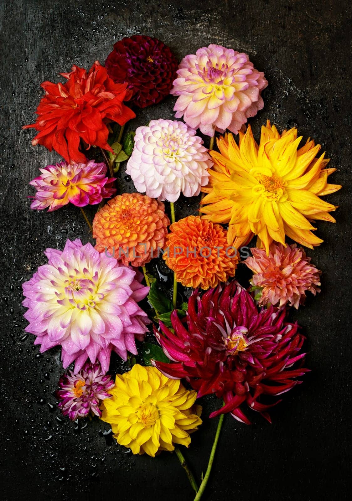 dahlias on a black background. bouquet of autumn flowers of yellow, red, pink flowers lie on a black wooden background by aprilphoto
