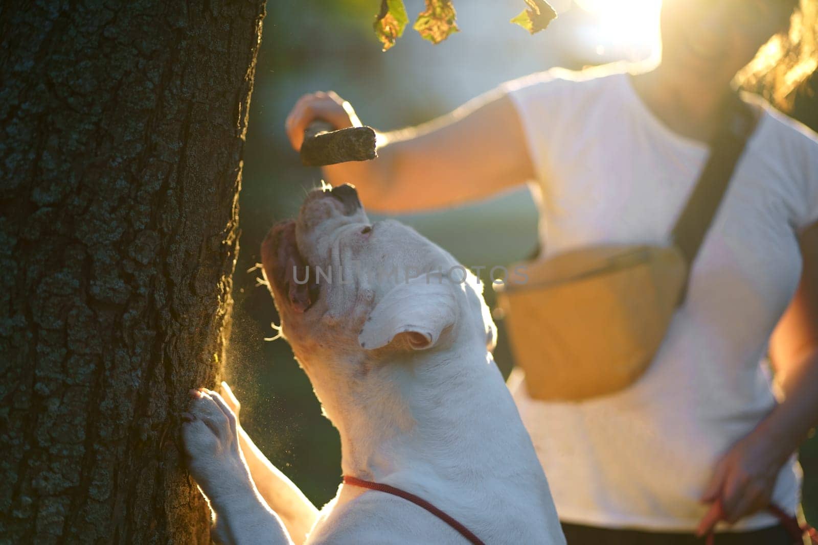 Woman throws stick to her dog, playing in the park in the summer with a dog by aprilphoto