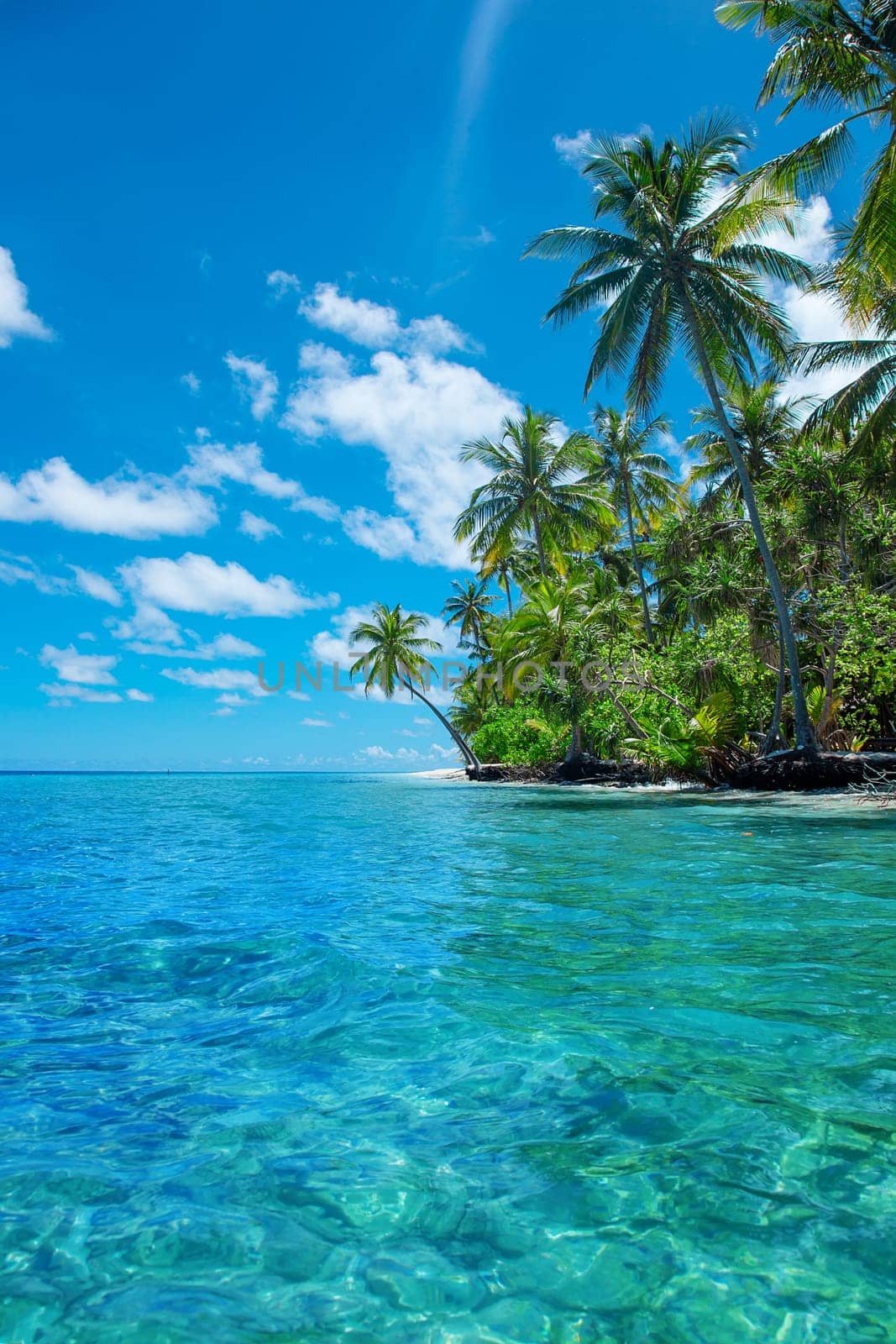 Beautiful palm tree with green foliage hanging under blue ocean water