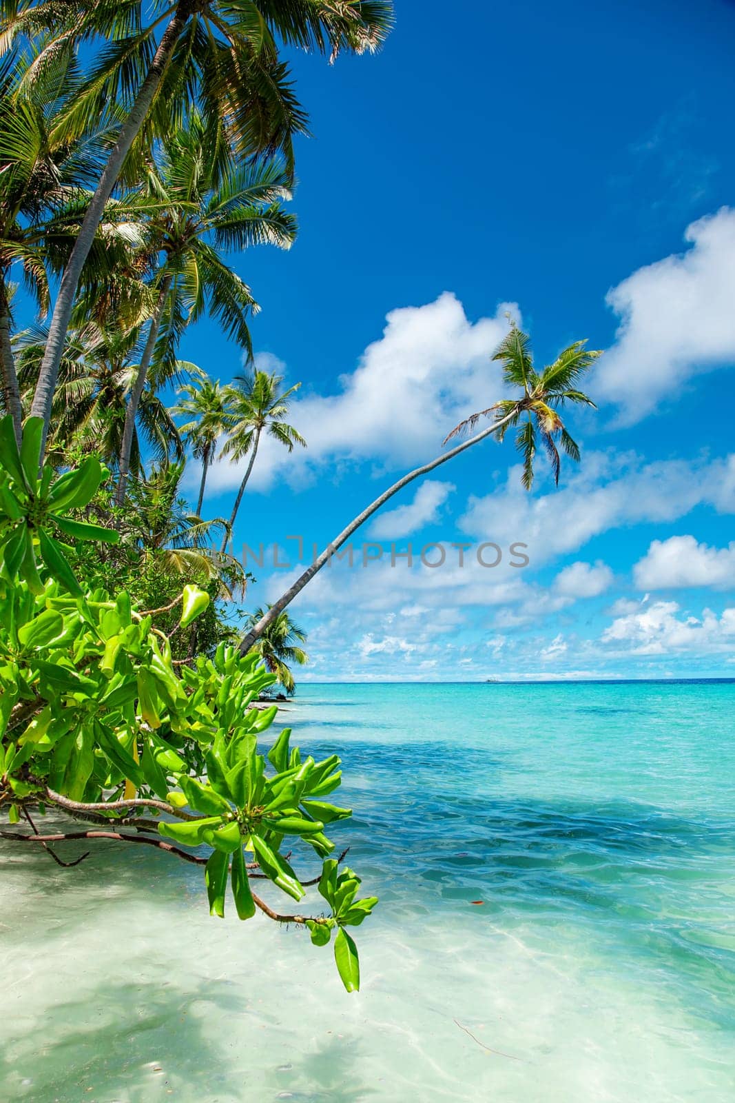 Beautiful palm tree with green foliage hanging under blue ocean water