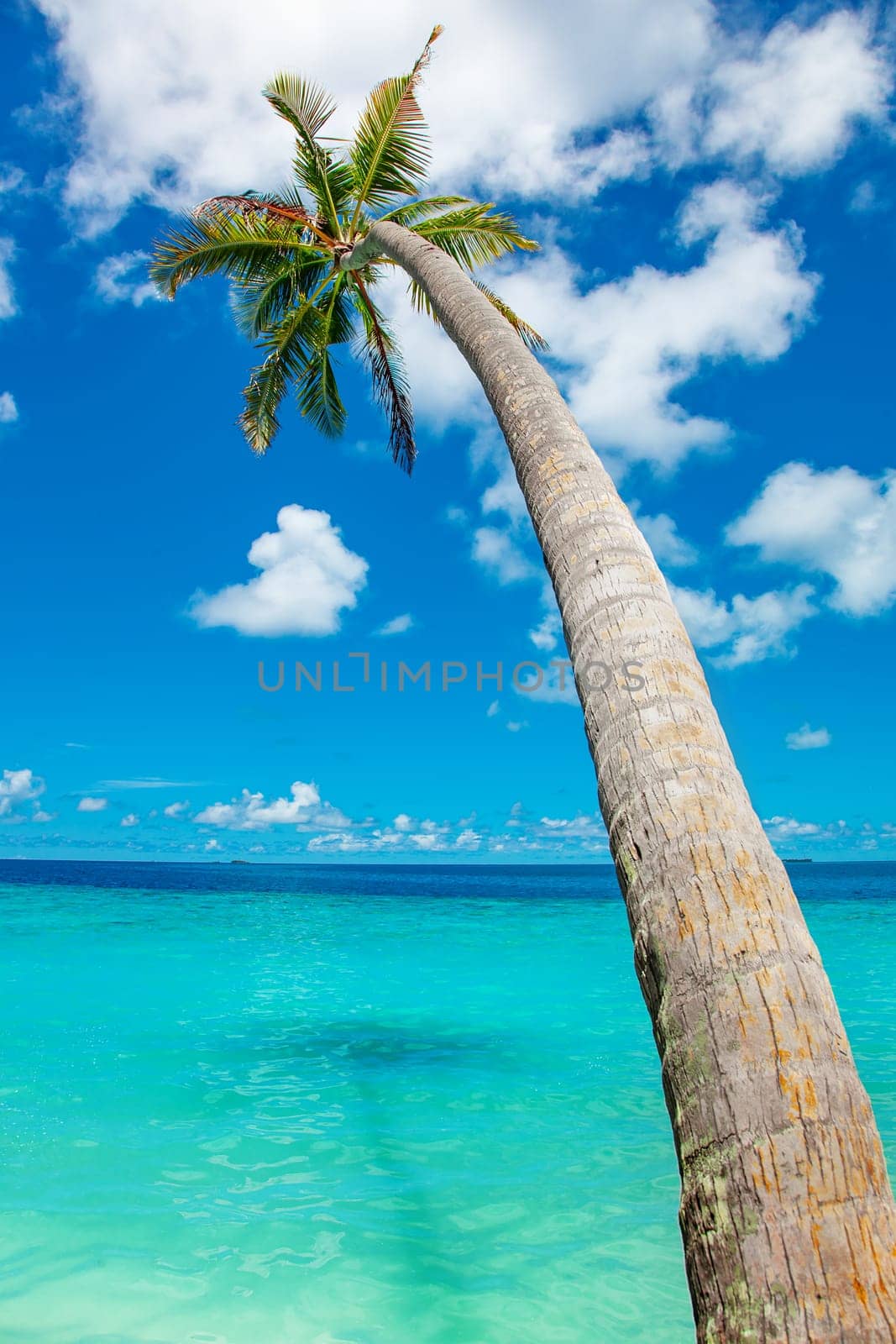 Beautiful palm tree with green foliage hanging under blue ocean water