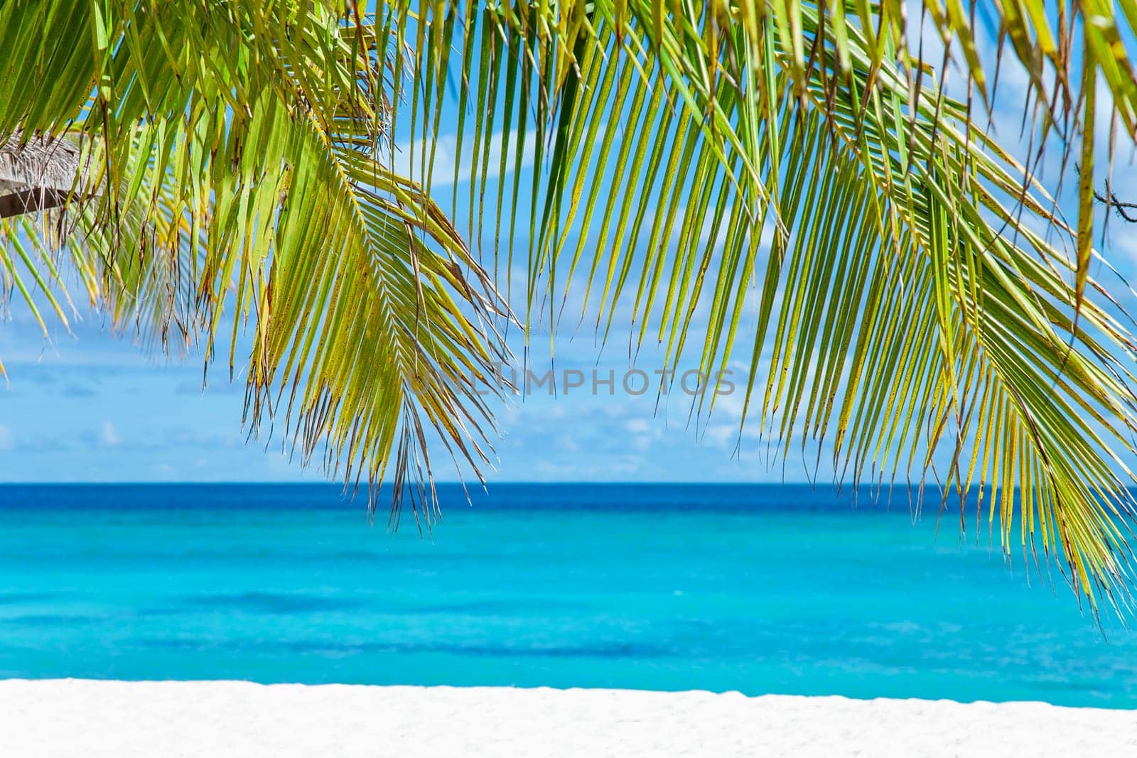 Maldive Islands Sand Beach and green palm foliage view by kisika