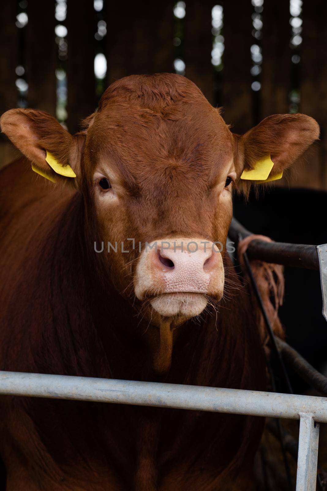 portrait of a red cow in the paddock on the farm