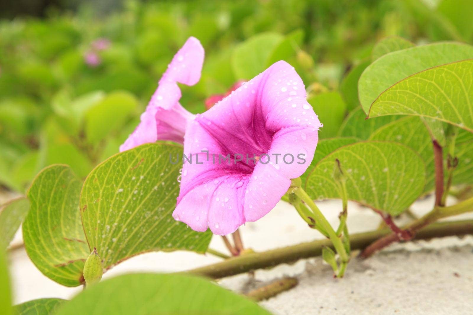Cluster of purple flowers of a railroad vine in Florida.