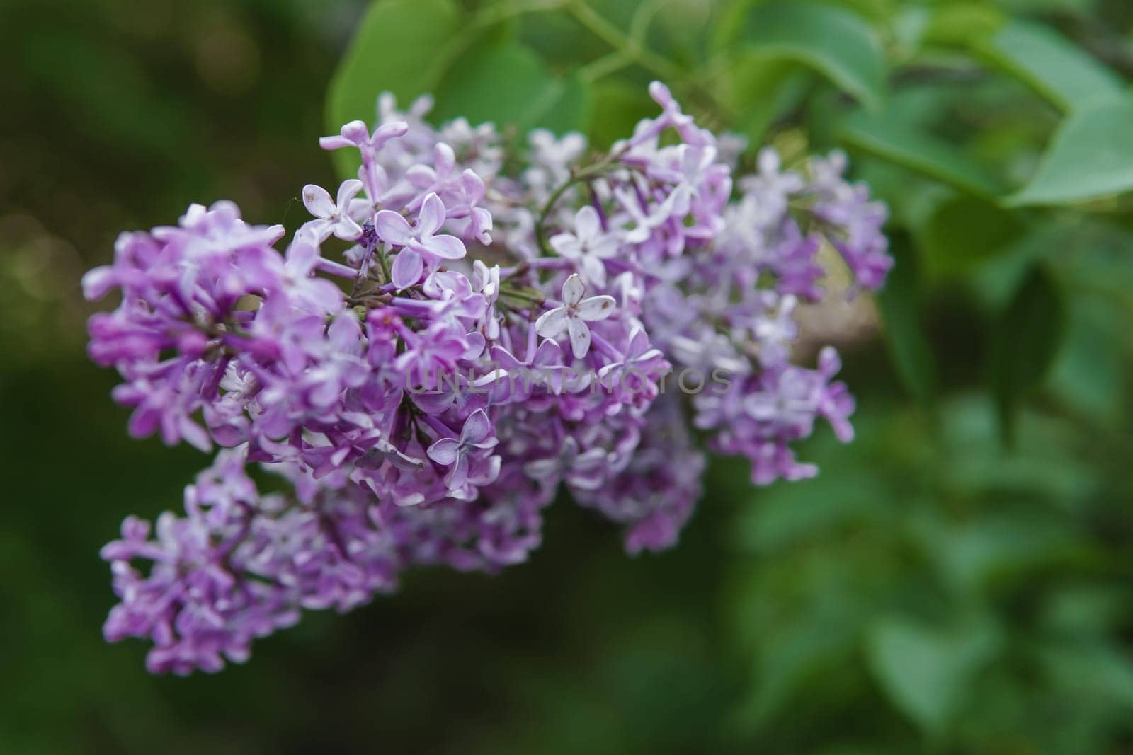 Lilac flowers on a green lilac bush close-up. Spring concert. Lilac garden. by Annu1tochka