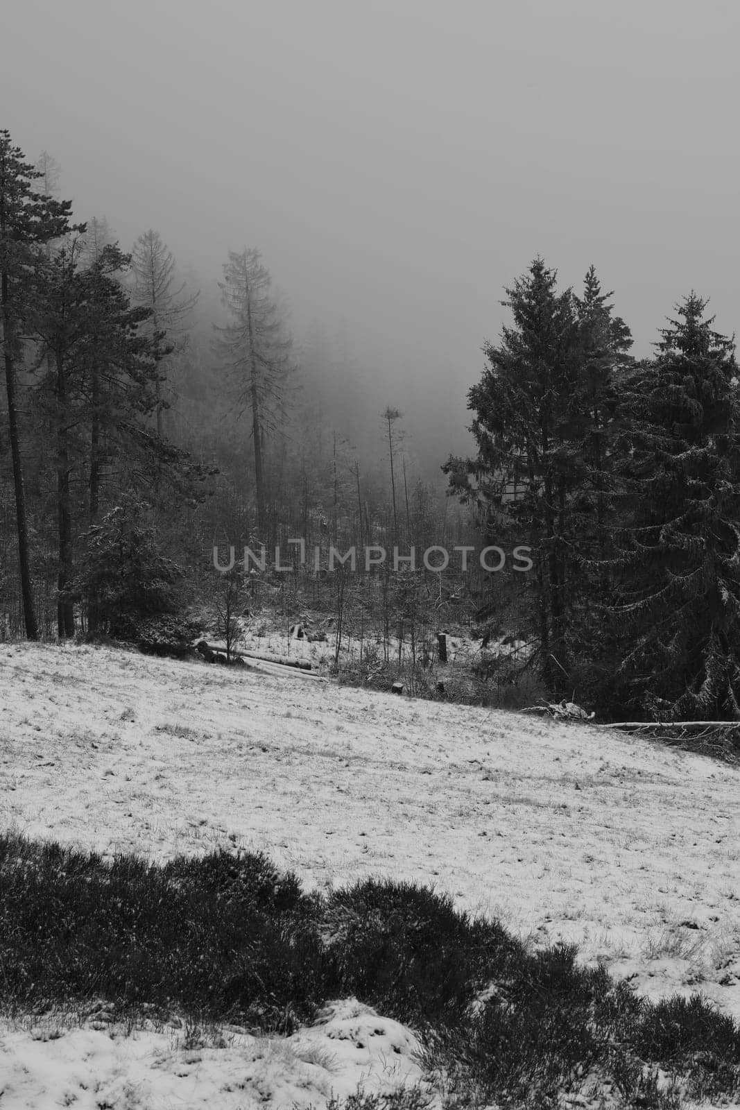 Chilling view of snow-covered coniferous trees at Rammelsberg in Goslar, Germany