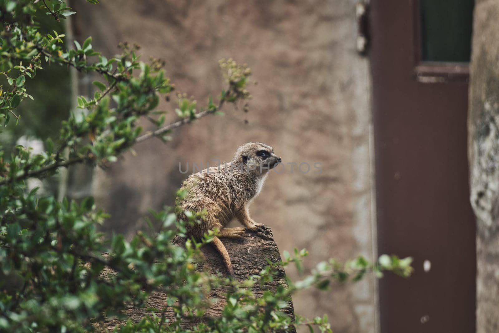 Meerkat sitting on a tree trunk in a zoo in germany