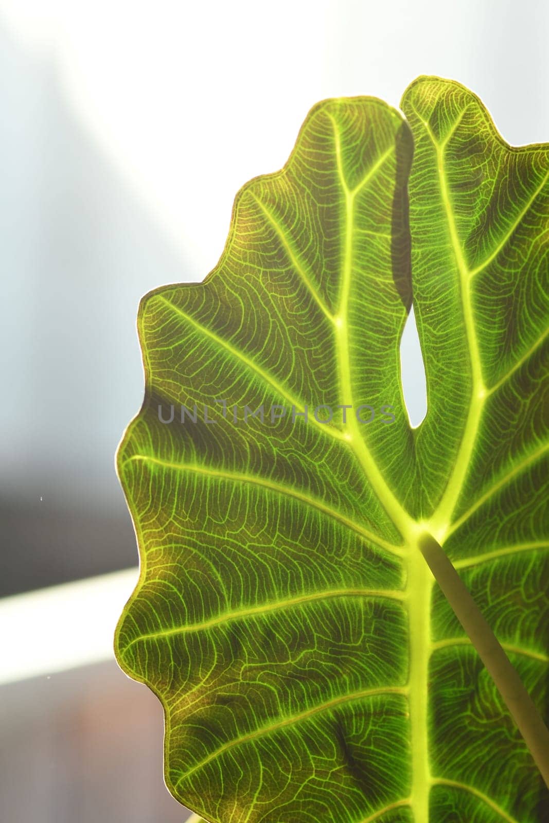 Vertical shot of an Alocasia, elephant flower leaf
