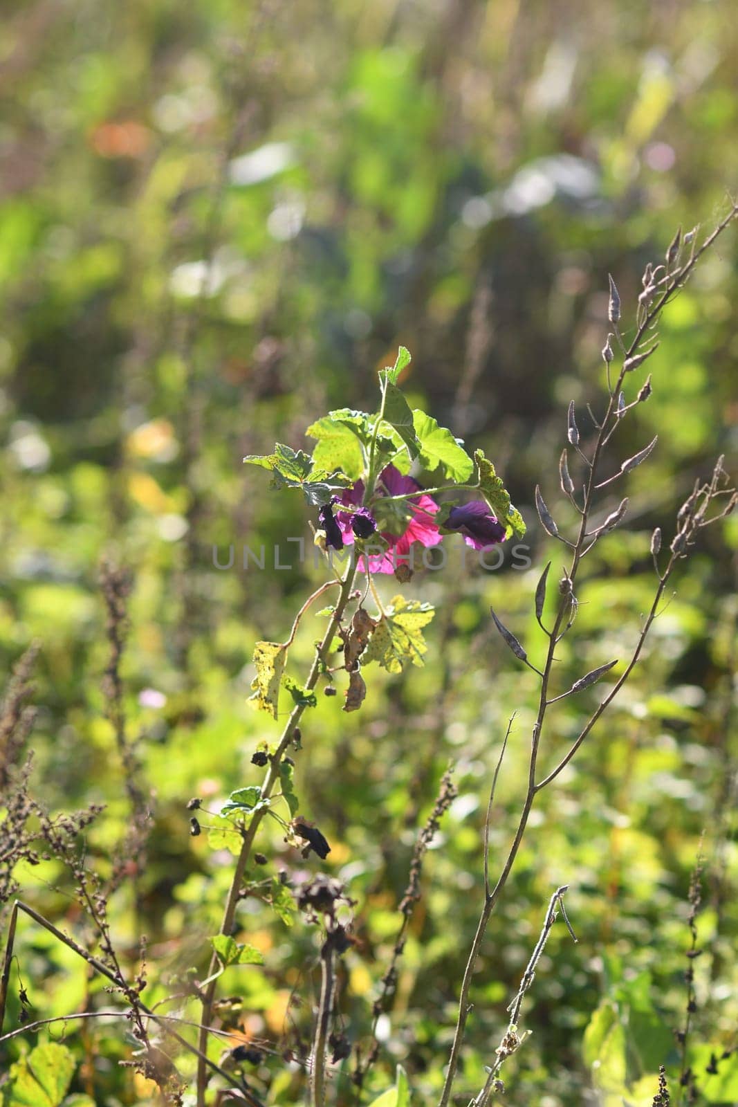 Vertical shot of purple wildflowers at the edge of a field in Meerbusch, Germany
