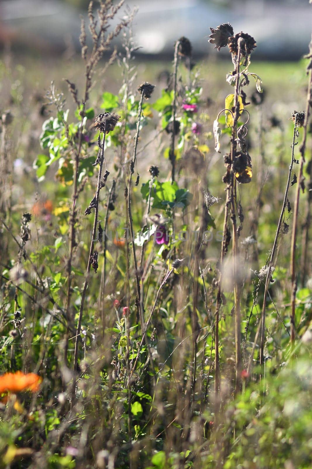 Selective focus shot of wildflowers in the field in Meerbusch, Germany