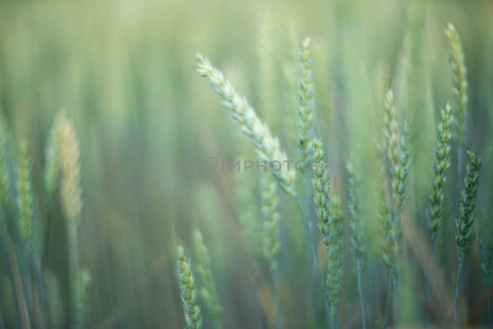 Green wheat field close up. Spring countryside scenery. Beautiful nature landscape. Juicy fresh ears of young green wheat. Agriculture scene. Abstract blurred background by Matiunina