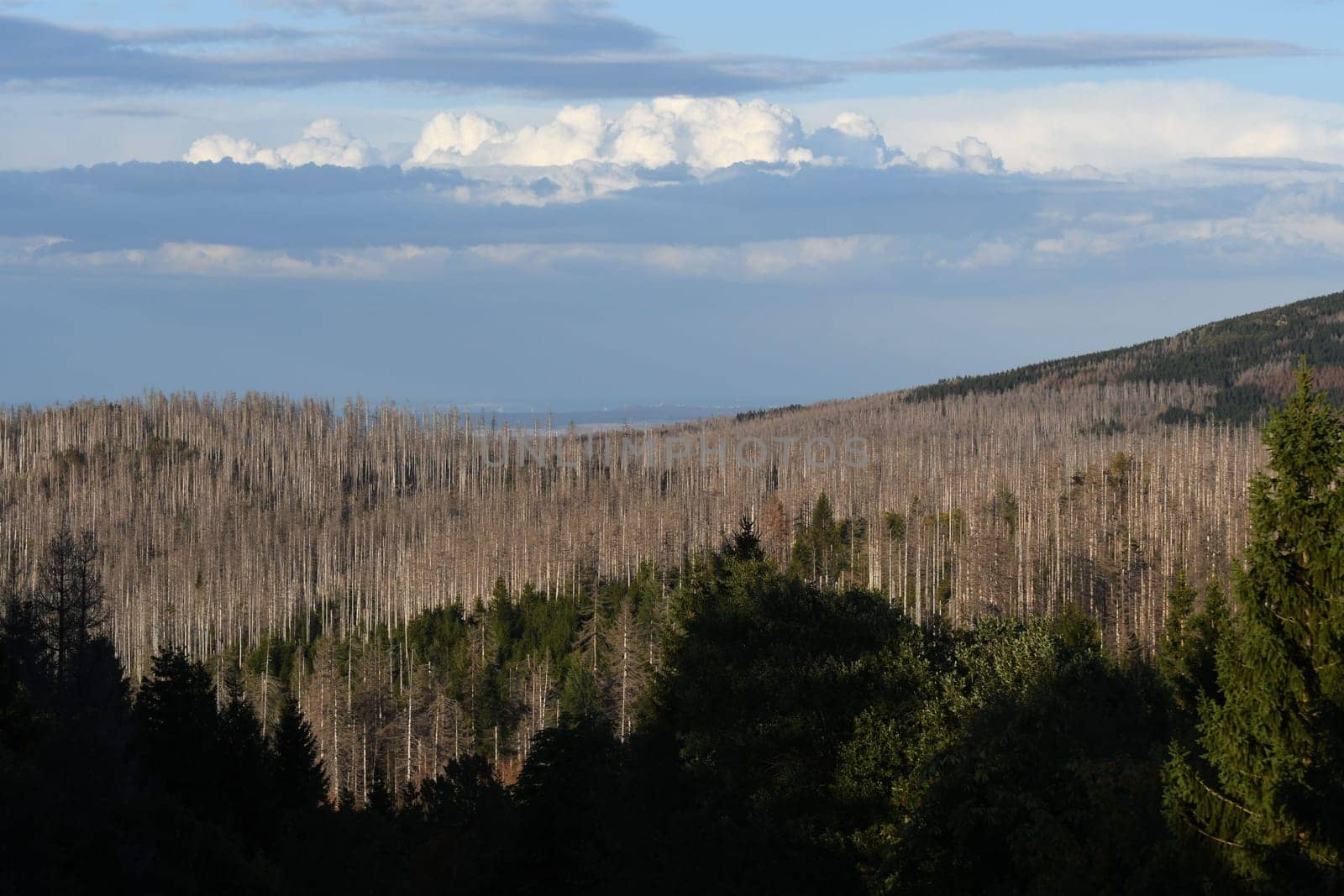 Aerial view of the dense dead trees eaten by the bark beetles in the Harz mountains