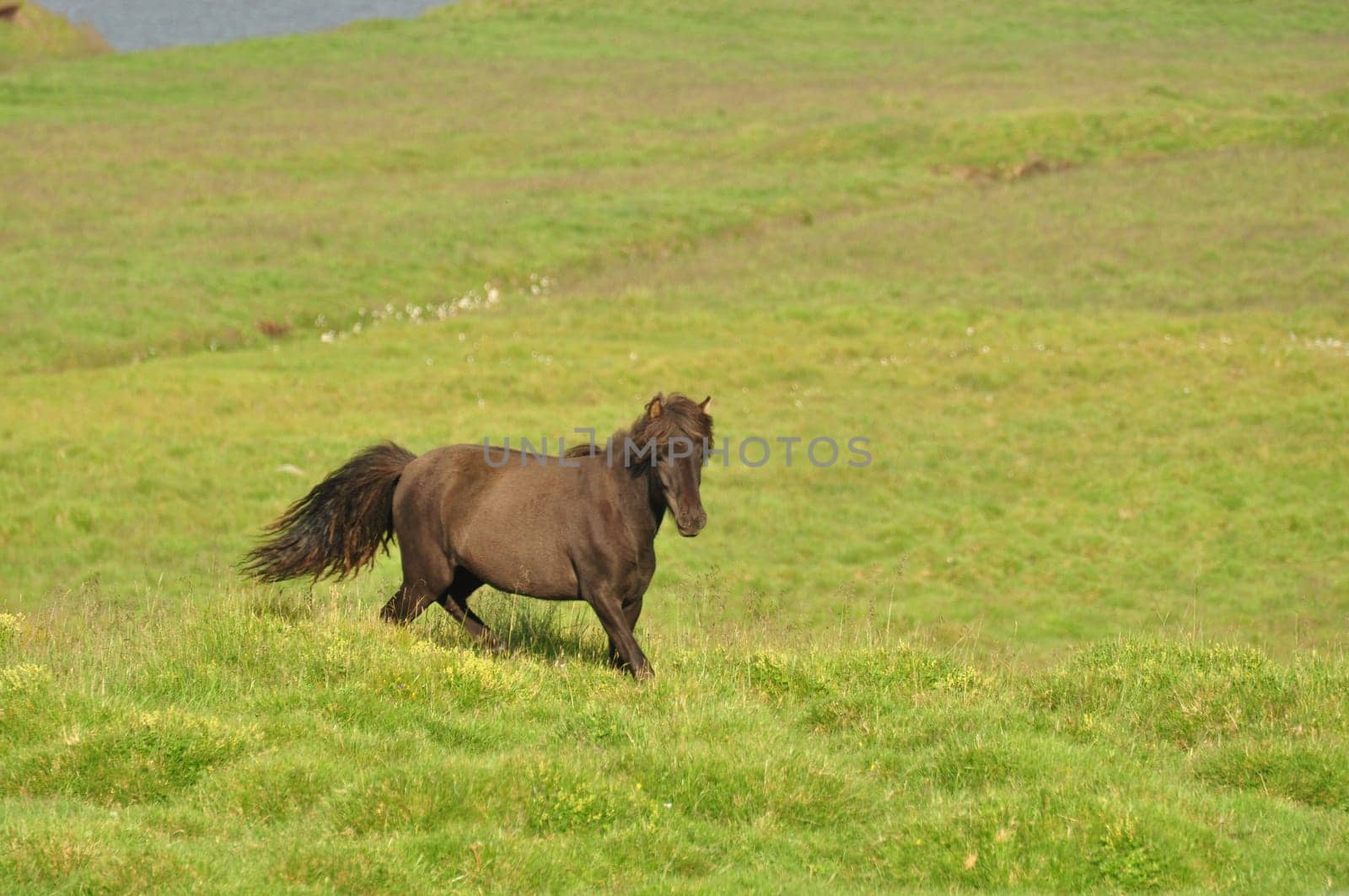 Beautiful view of a pony in a big field in Iceland