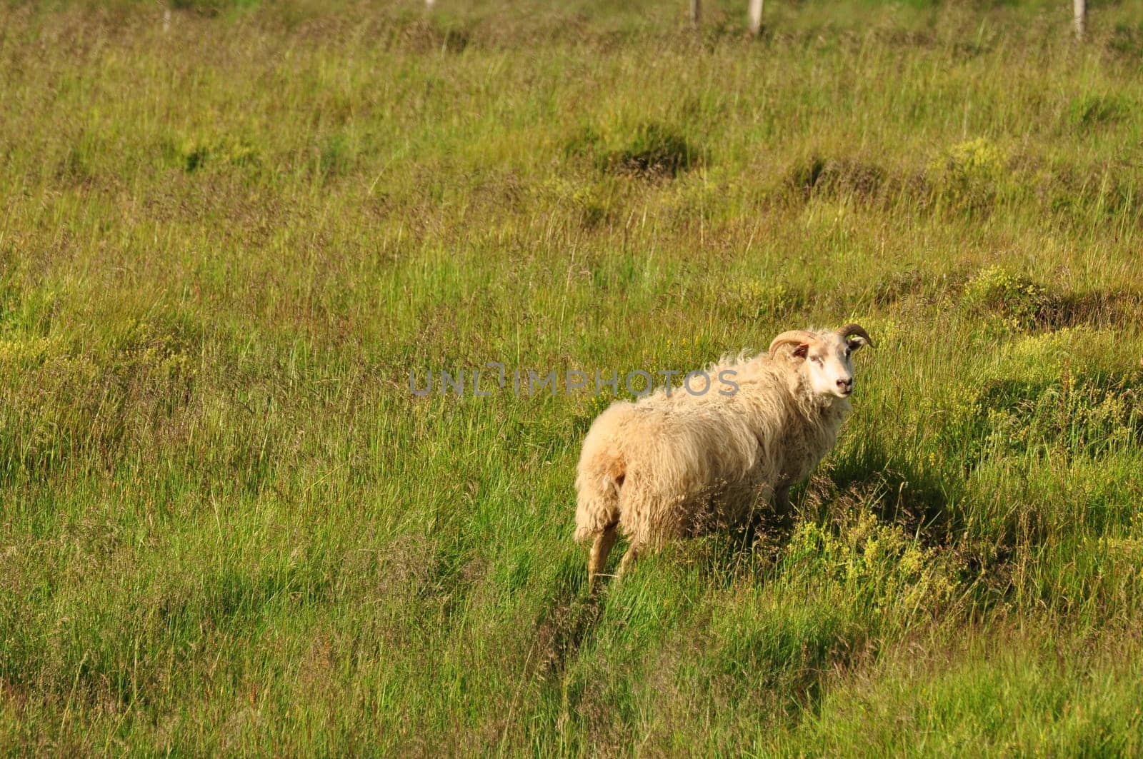 View of a sheep on pasture in the field in Iceland