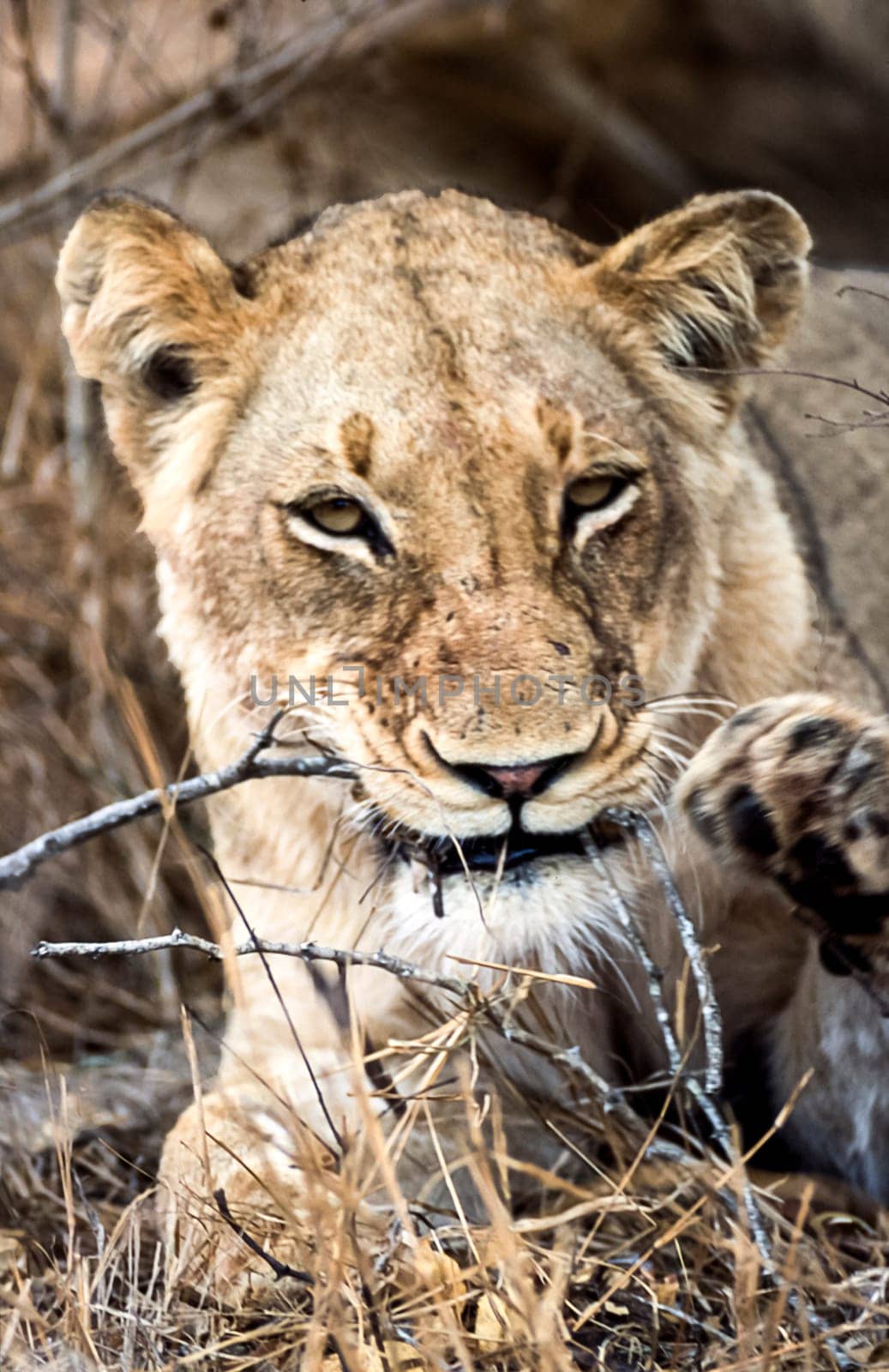 Lion, (Panthera leo), Kruger National Park, Mpumalanga, South Africa, Africa