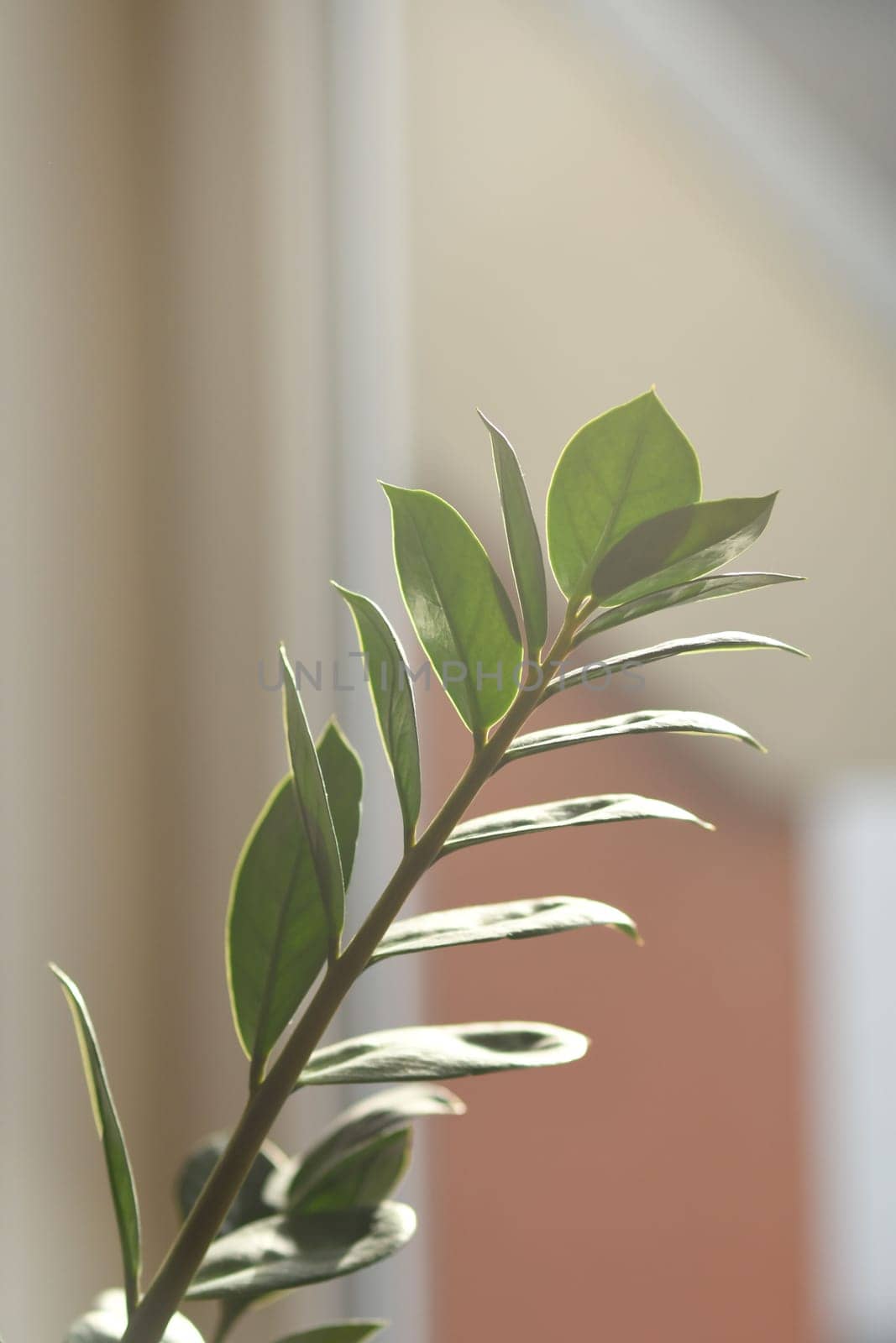 Vertical shot of a branch of a lucky feather flower in the sun