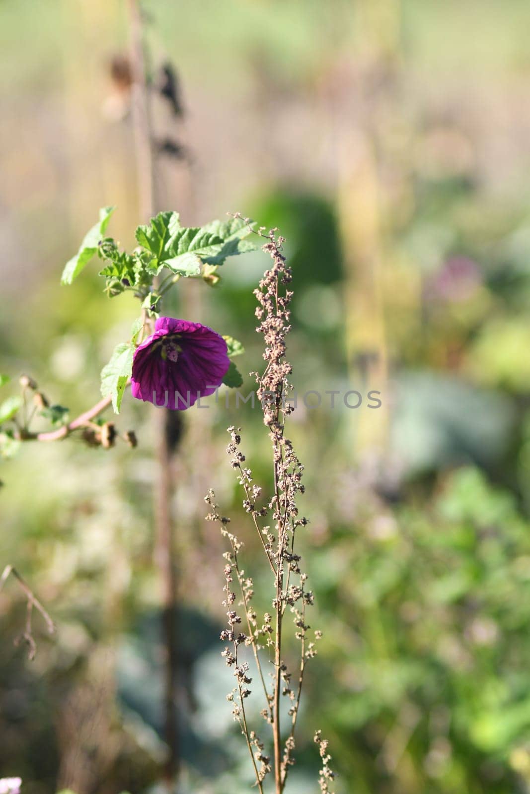 Selective focus shot of purple mallow in the field in Meerbusch, Germany