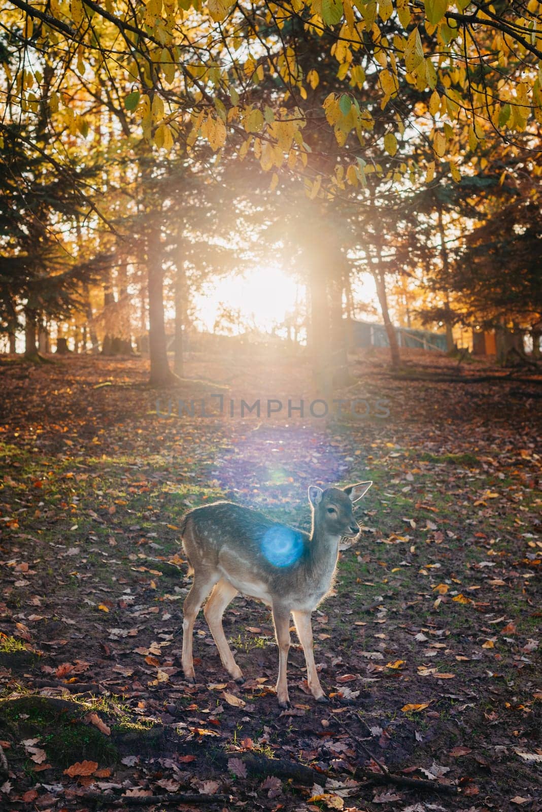 Young wild deer, standing in the forest, morning light. deer in the forest. rays of the sun. sunset by Andrii_Ko