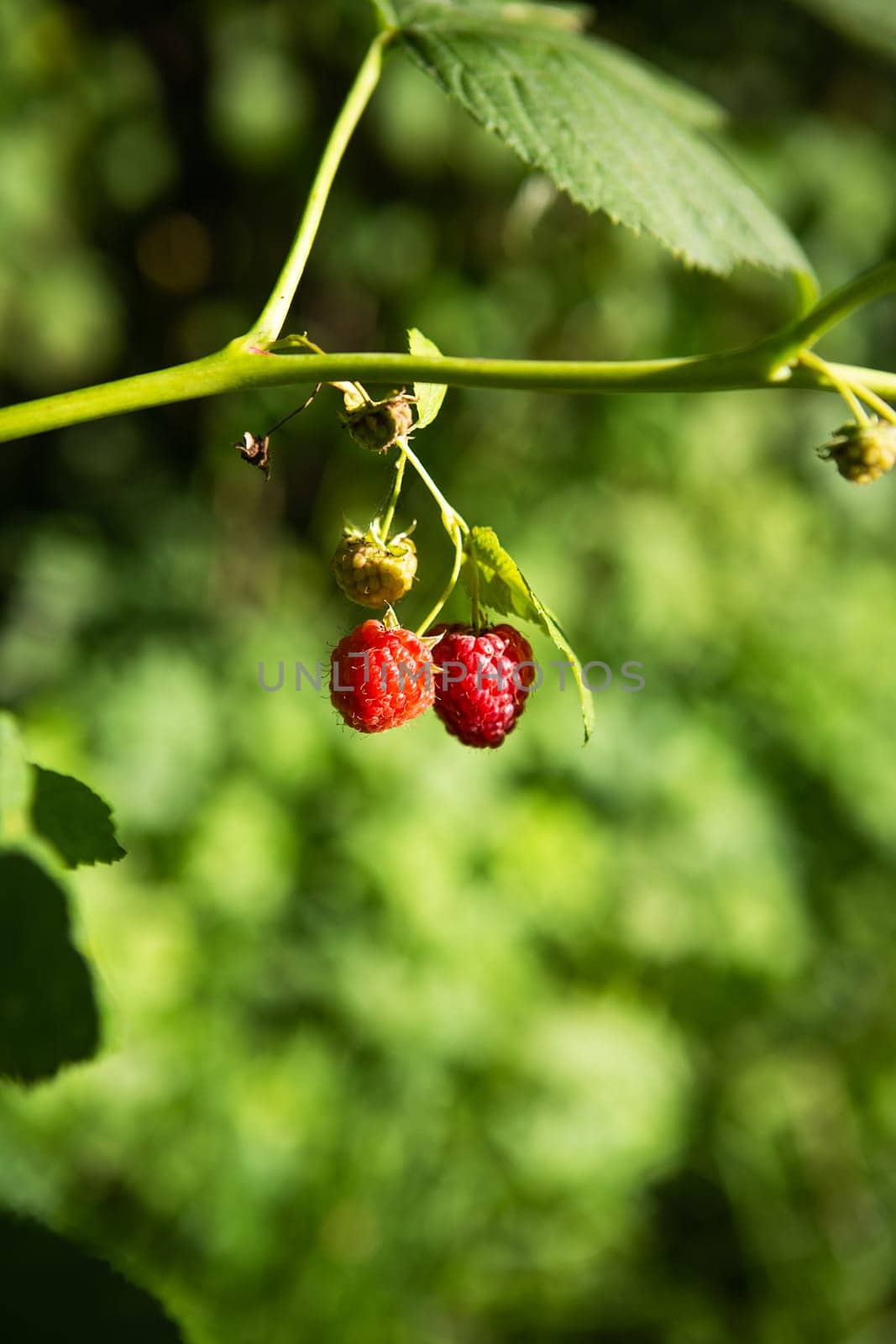 A very ripe and unripe raspberry hanging from a branch, shot in close-up. Sunny summer day, close-up