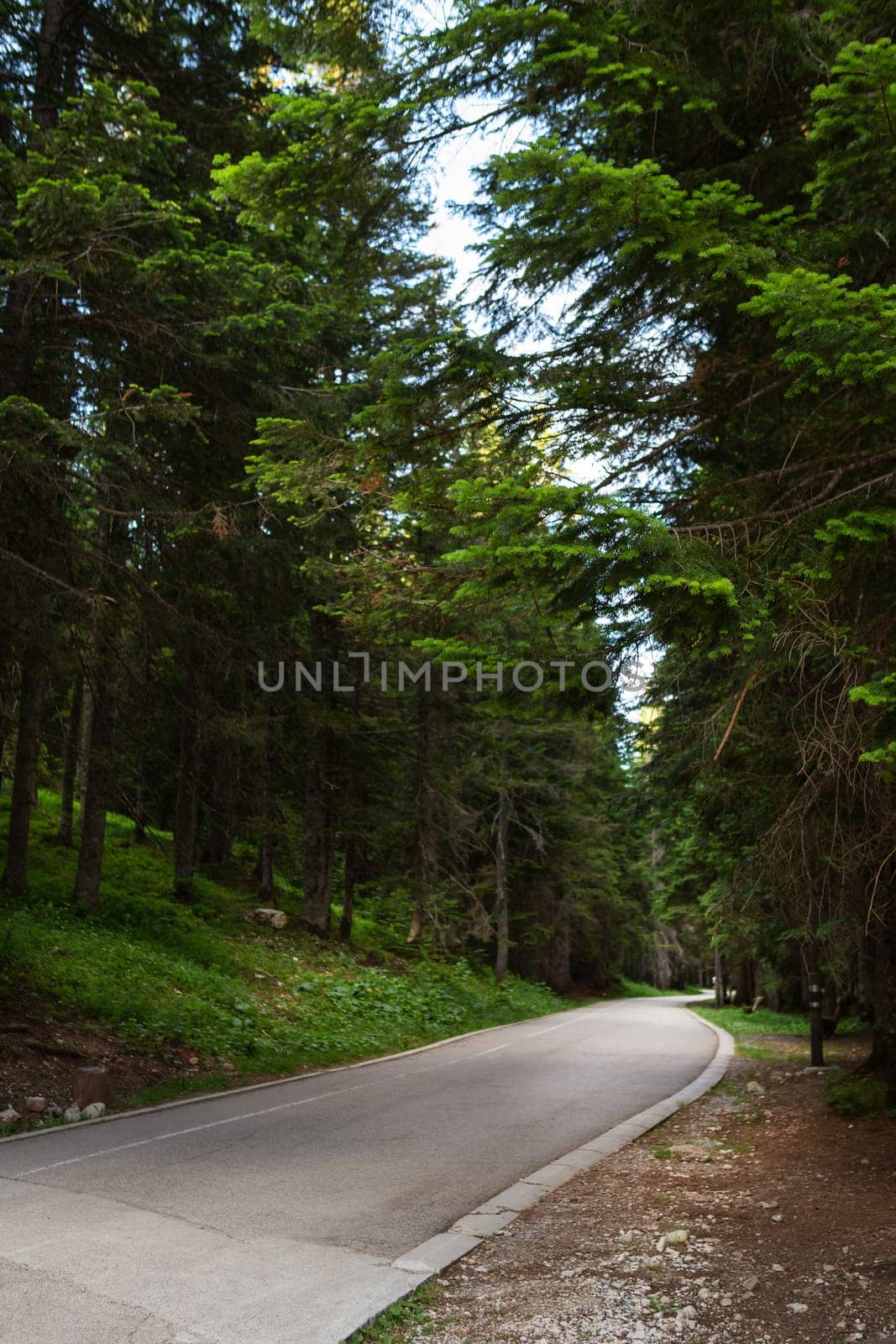 Very beautiful road in the forest. Dense forest in Durmitor National Park, Montenegro