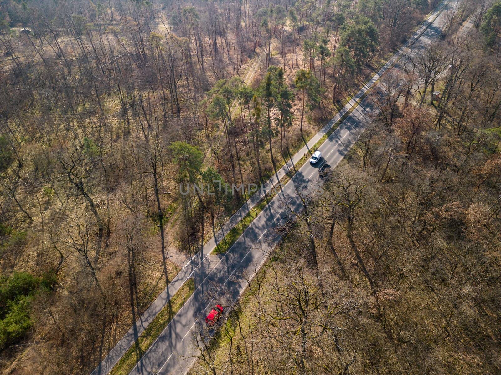 Aerial view of a road through coniferous trees in sick forest affected by forest dieback, Hesse, Germany