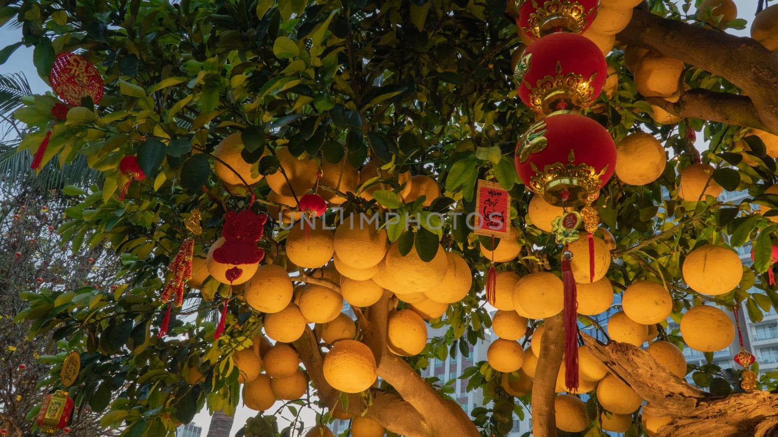 Grapefruit on a citrus tree with evening illumination and Chinese decorations by voktybre