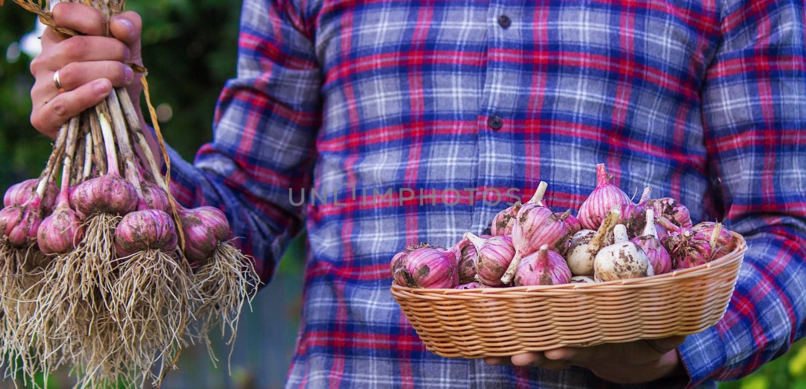 freshly picked garlic in the hands of a farmer. Selective focus