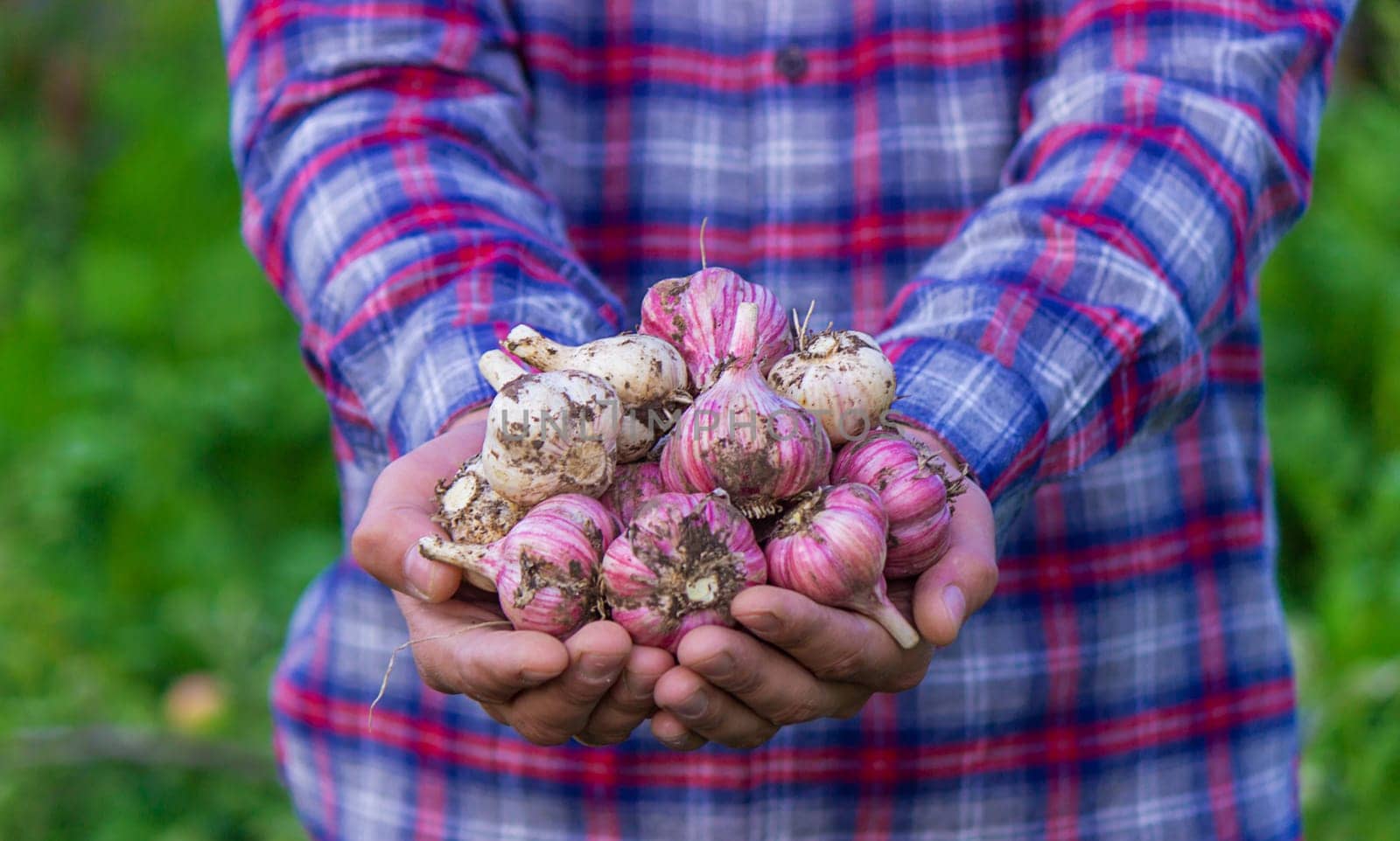 freshly picked garlic in the hands of a farmer. Selective focus