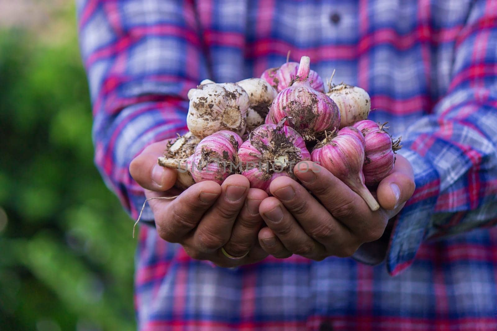 freshly picked garlic in the hands of a farmer. Selective focus