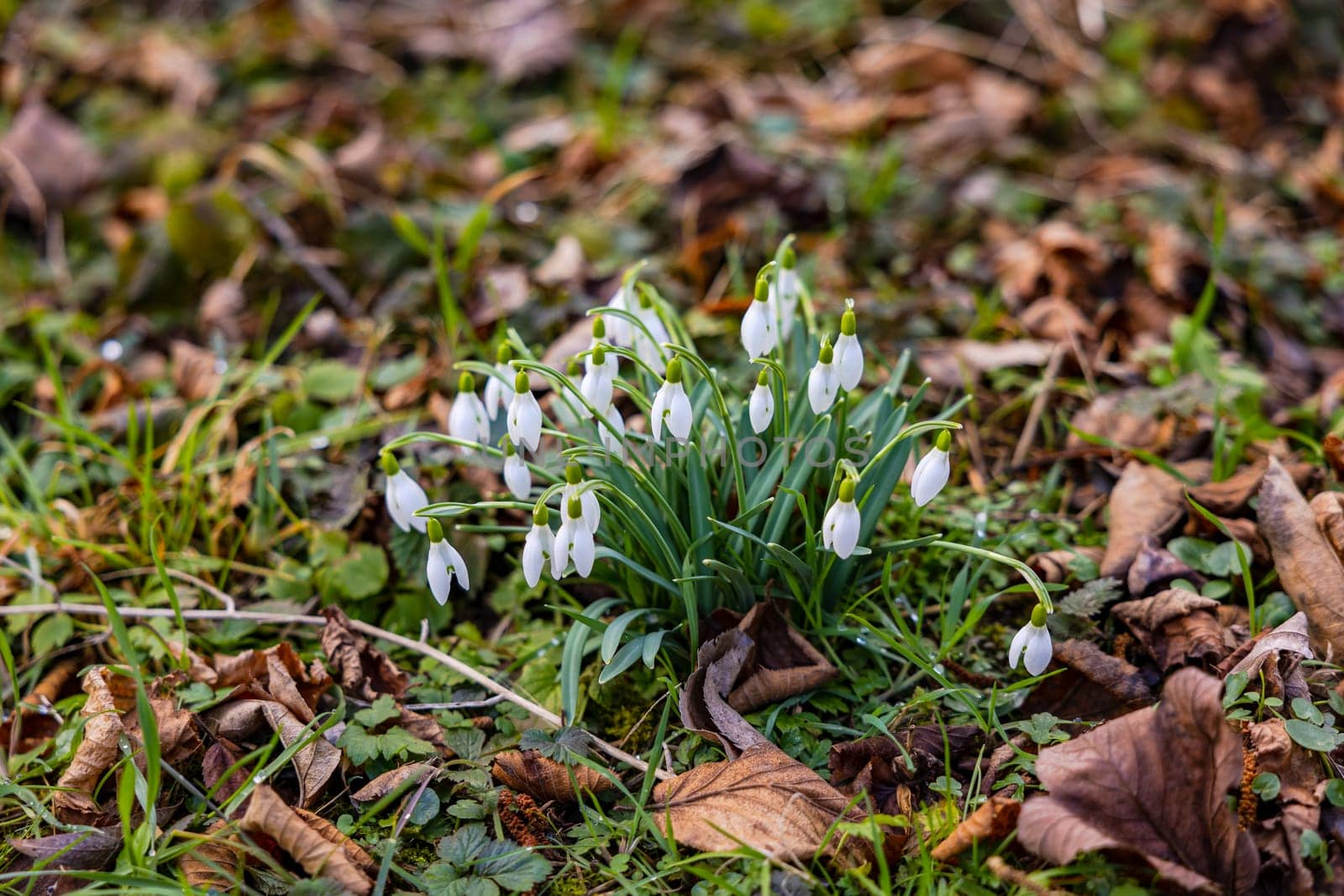 White snowdrop plants bring picturesque change to a green winter meadow