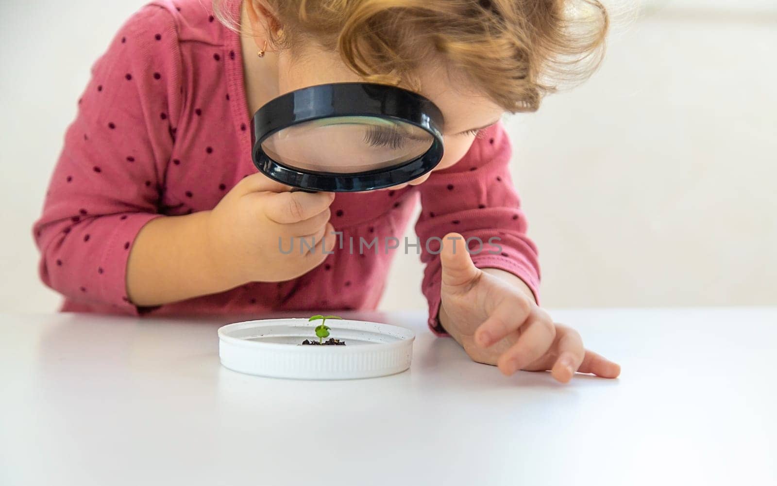 A child examines a plant under a magnifying glass. Selective focus. Kid.